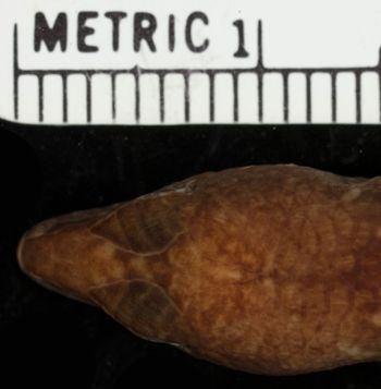 Media type: image;   Herpetology R-39378